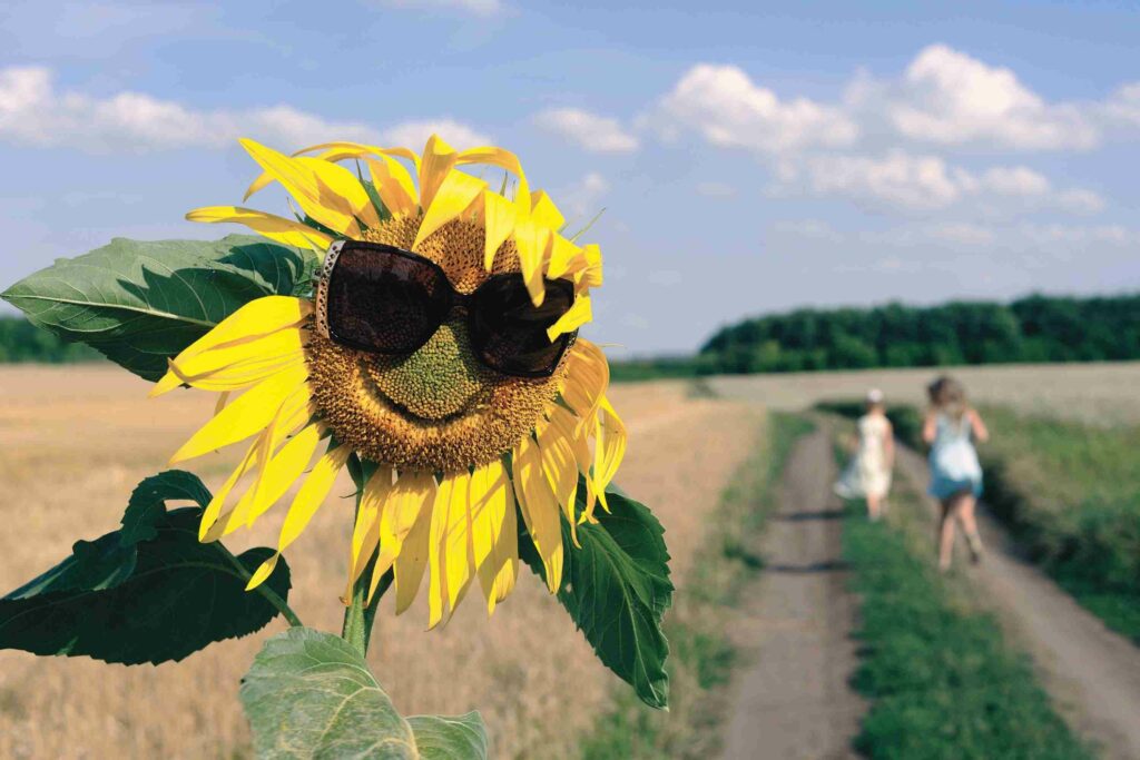 Sunflower wearing sunglasses - documenting the joy